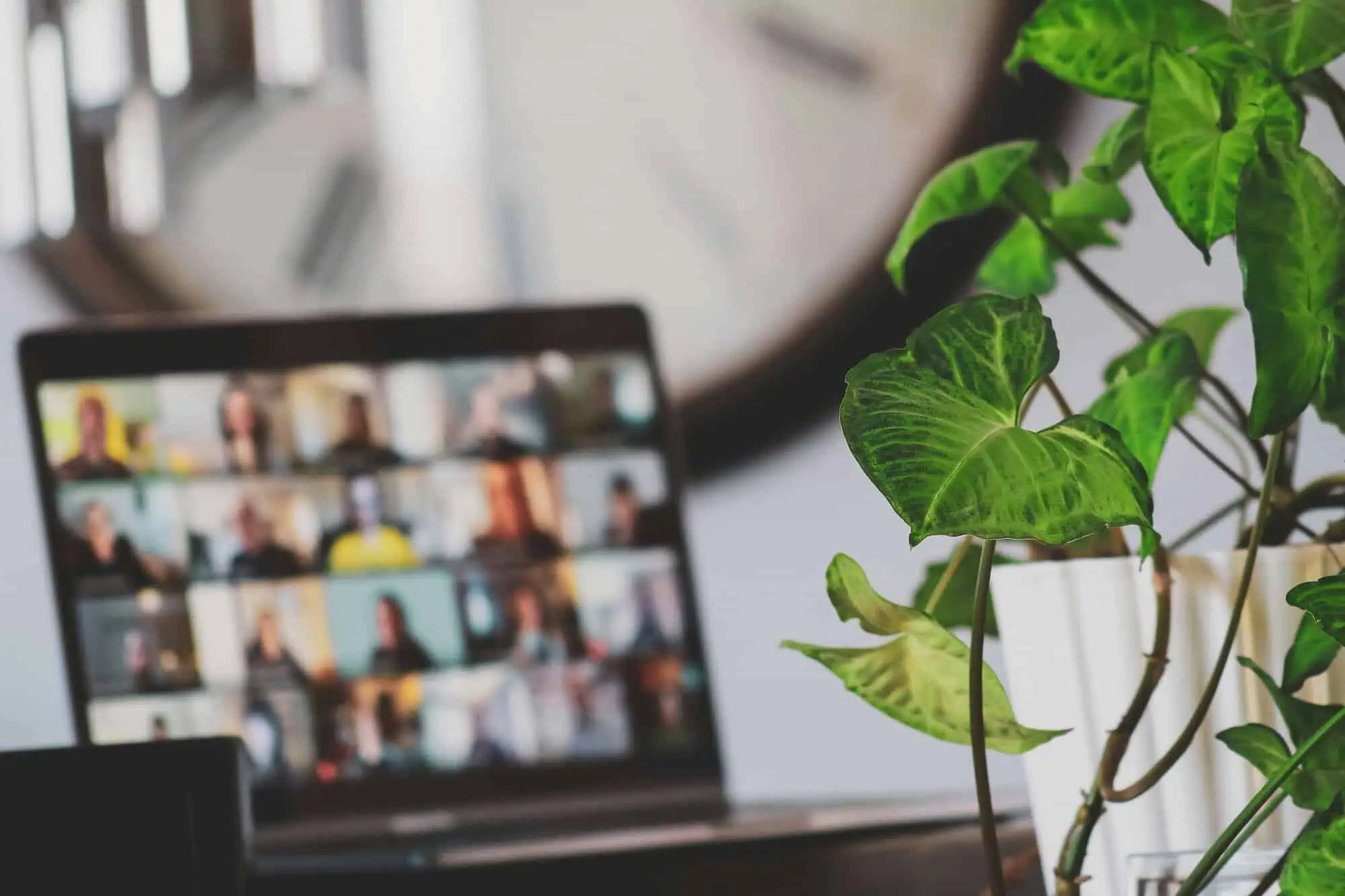 Laptop showing a video call grid of participants, with a green trailing plant in the foreground, symbolising a webinar on hiring your first employee and pension support.